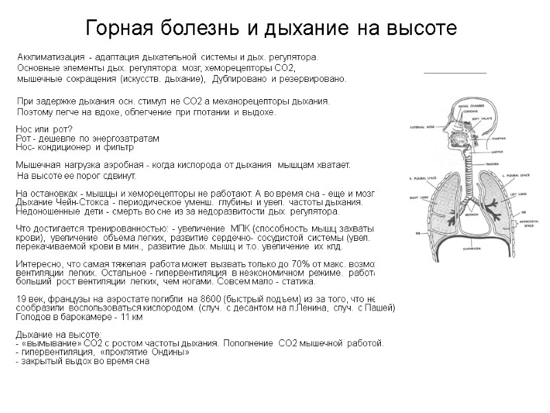 Акклиматизация - адаптация дыхательной системы и дых. регулятора.  Основные элементы дых. регулятора: мозг,